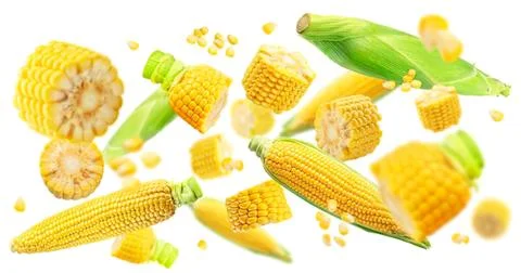 Fresh yellow corn cobs and kernels with green husks Stock Photos