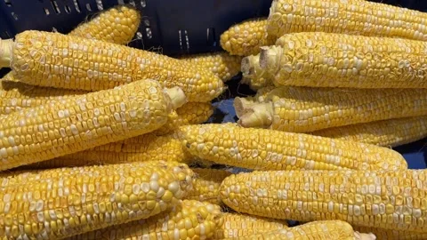 Fresh Yellow Corn Cobs in Blue Plastic Crate Stock Footage 345932074