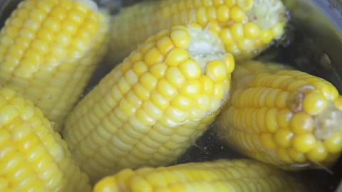 Fresh yellow corn cobs cooking in a pot. Bright kernels in boiling water 스톡 동영상 348548153