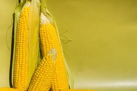 Fresh yellow corn cobs on green background. Fresh vegetables. Stock Photos