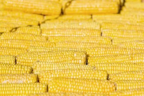 Fresh Yellow Corn Cobs Texture Background Stock Photos