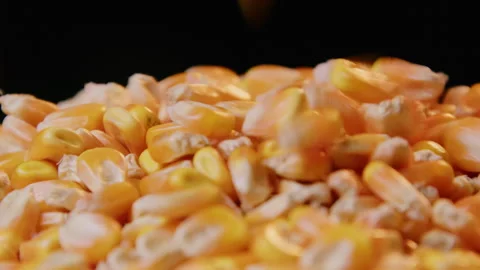 Fresh Yellow Corn Kernels Pouring Down Macro Shot Stockbeeldmateriaal 334829893