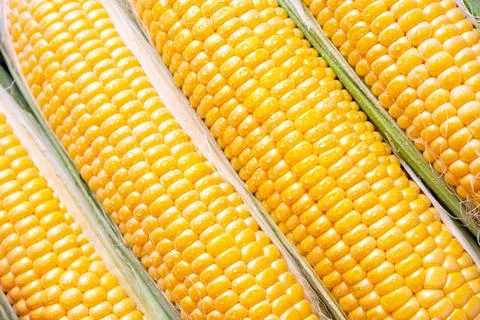 Fresh yellow corn macro pattern background. Stock Photos