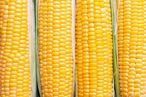 Fresh yellow corn macro pattern background. Stock Photos