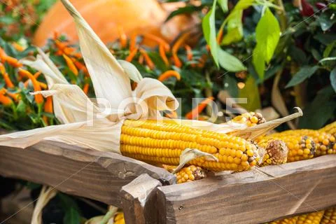 Fresh yellow corn vegetable Stock Photos