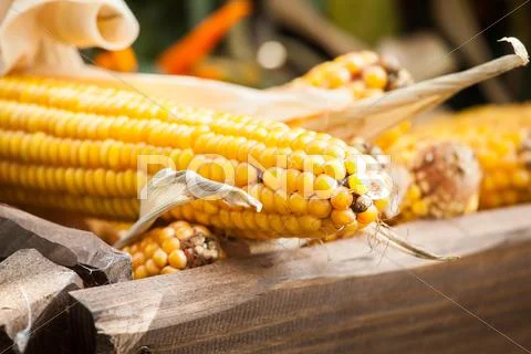 Fresh yellow corn vegetable Stock Photos