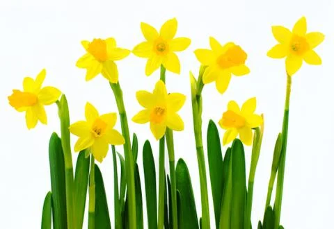 Fresh yellow daffodils Stock Photos