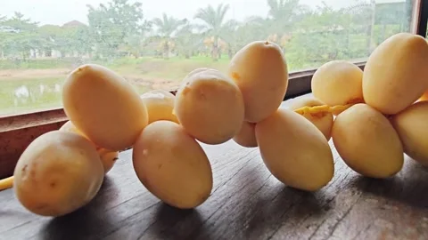 Fresh Yellow Date Palm Branch by Window with Garden View. Stock Footage 340488216