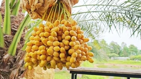 Fresh Yellow Date Palm Bunch Hanging on Tree in Plantation. Stock Footage 340455686