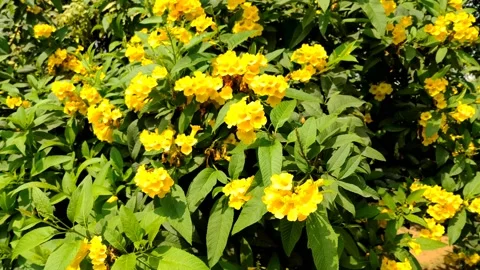 Fresh yellow elder Flower or Yellow bell or Yellow elder or Trumpet vine Stock Footage 150350880