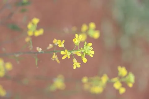 Fresh yellow flower bloom with leaves Stock Photos
