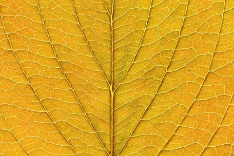 Fresh yellow leaf texture macro close-up by fall. Stock Photos