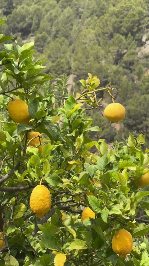 Fresh yellow lemons growing on tree with green mountain background Video stock 336402605