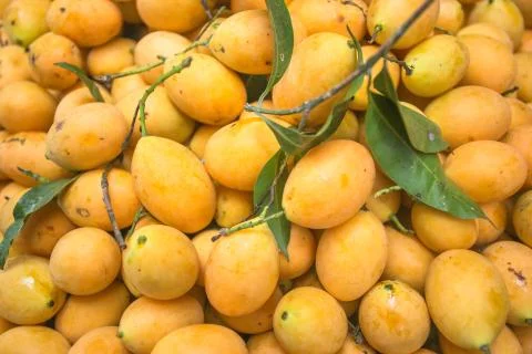 Fresh Yellow Mango Stock Photos