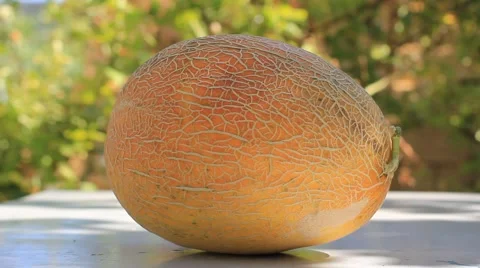 Fresh yellow melon Stock Footage 52603319
