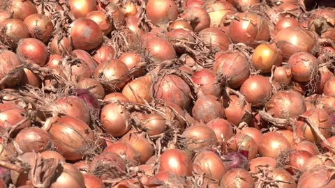 Fresh yellow onions in the box. Vegetable store. Stock Footage 330343165