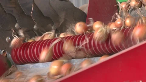 Fresh yellow onions in the box. Vegetable store. Stock Footage 330346448