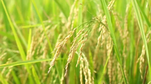 Fresh yellow rice in the tree Stock Footage 135284429