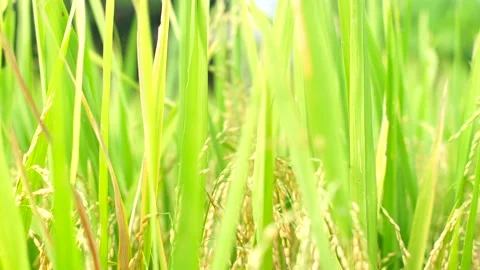 Fresh yellow rice in the tree Stock Footage 135285164