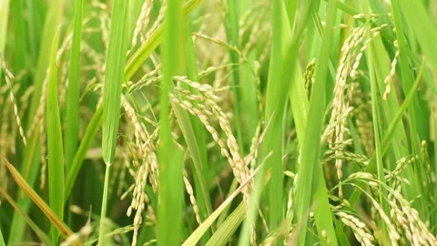 Fresh yellow rice in the tree Stock Footage 135285385