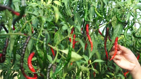 Fresh yellow rice in the tree 動画素材 135291907