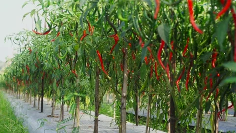 Fresh yellow rice in the tree Stock Footage 135292308
