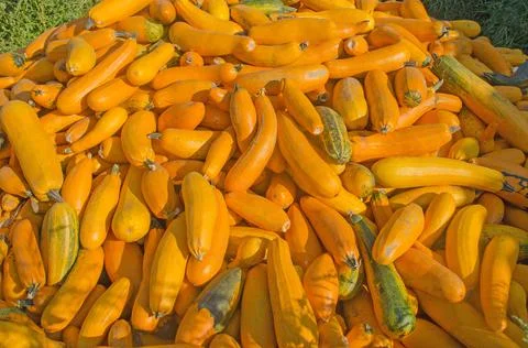 Fresh yellow squash Fotos de archivo
