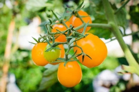 Fresh yellow tomatoes Stock Photos