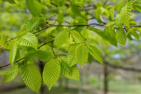 Fresh young beech leaf with vibrant green color in the spring. Detailed view Stock-Fotos