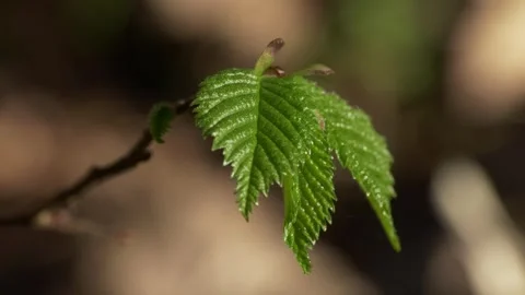 Fresh young birch leaves with subtle zoom in movement. Stock Footage 339122054