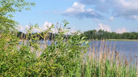 Fresh young branches of shrubs, trees sway in the wind. Stock Footage 240725527