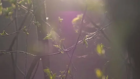 Fresh young budding leaves on a tree swaying in sunlight Stock Footage 151333929