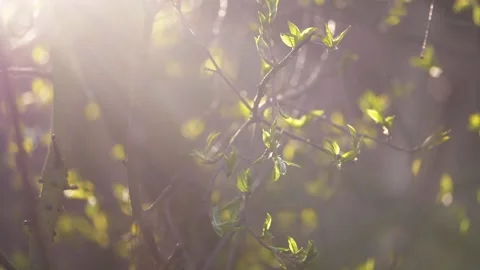 Fresh young budding leaves on a tree in sunlight Stock Footage 151334147