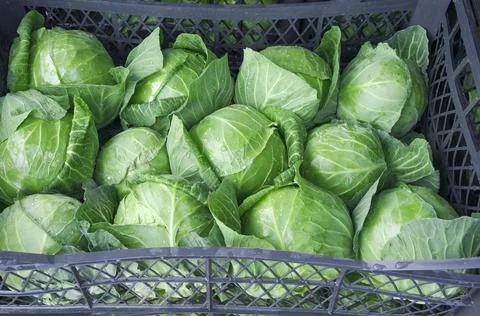 Fresh young cabbage with dew in boxes. Stock Photos