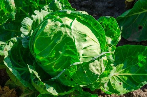 Fresh young cabbage head on the vegetable bed. Diet food concept Stock Photos