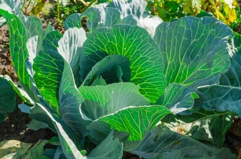 Fresh young cabbage head on the vegetable bed. Diet food concept Stock Photos