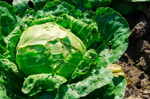 Fresh young cabbage head on the vegetable bed. Diet food concept Stock Photos