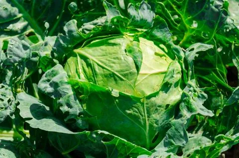 Fresh young cabbage head on the vegetable bed. Diet food concept Stock Photos