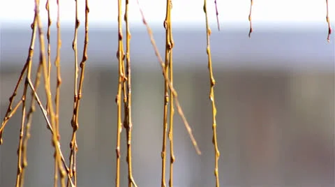 Fresh young catkins willow in spring,willow in early spring Stock-Footage 23683885
