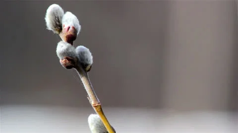 Fresh young catkins willow in spring,willow in early spring Stock Footage 23685133