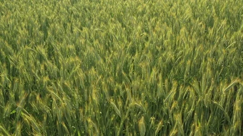 Fresh young cereal field on a summer day. Stock Footage 161150928