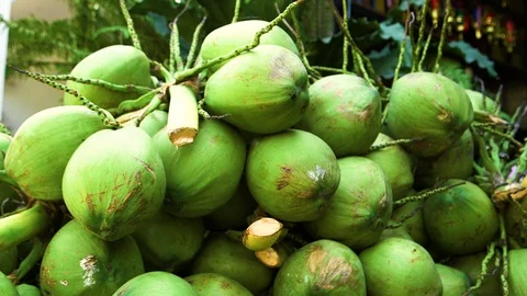 Fresh Young Coconut Stock Footage 101727618