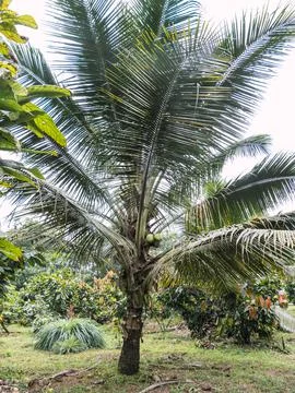 Fresh Young Coconuts on the Palm Tree Stock Photos