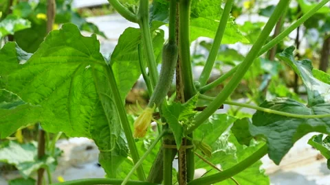 Fresh young cucumbers with flowers hanging on the tree. Stock Footage 341967873
