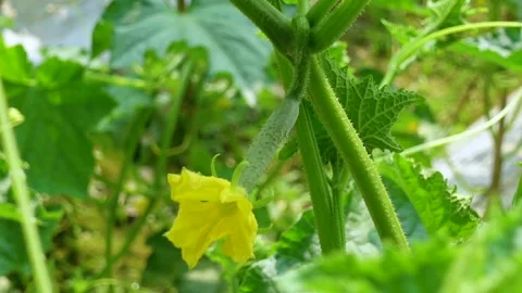Fresh young cucumbers with flowers hanging on the tree. Stock Footage 341968070