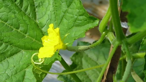 Fresh young cucumbers with flowers hanging on the tree. Stock Footage 341968114