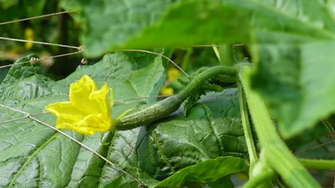 Fresh young cucumbers with flowers hanging on the tree. Stock Footage 341968153