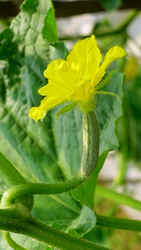 Fresh young cucumbers with flowers hanging on the tree. Stock Footage 341968233