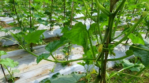 Fresh young cucumbers with flowers hanging on the tree. Stock Footage 341968248