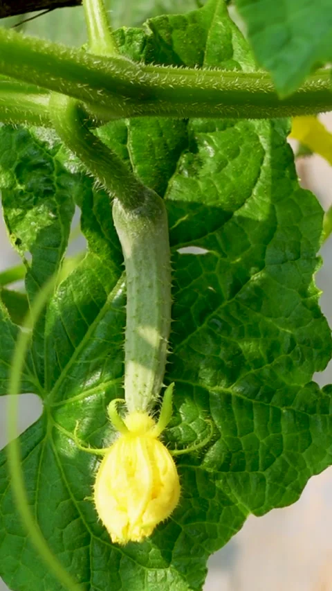 Fresh young cucumbers with flowers hanging on the tree. Stock Footage 341968293